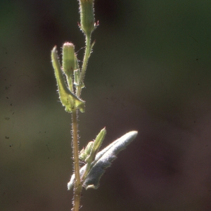 Photographie n°274009 du taxon Senecio lividus L. [1753]