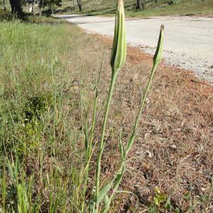 Photographie n°274014 du taxon Tragopogon pratensis L. [1753]