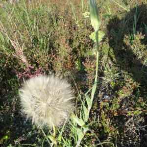 Photographie n°274015 du taxon Tragopogon pratensis L. [1753]