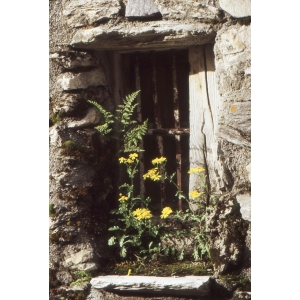 Senecio leucanthemifolius subsp. vernalis (Waldst. & Kit.) Greuter (Séneçon de printemps)