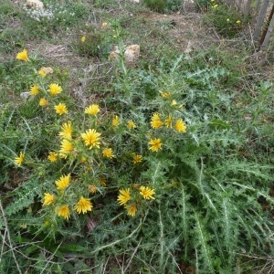 Photographie n°274080 du taxon Scolymus hispanicus L. [1753]