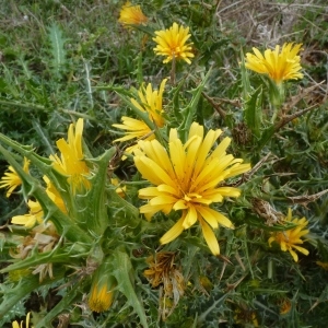 Photographie n°274081 du taxon Scolymus hispanicus L. [1753]