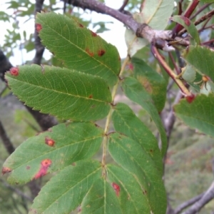 Photographie n°274093 du taxon Sorbus aucuparia L.
