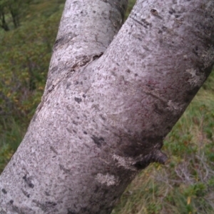 Photographie n°274094 du taxon Sorbus aucuparia L.