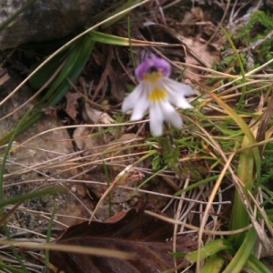 Photographie n°274117 du taxon Euphrasia L. [1753]