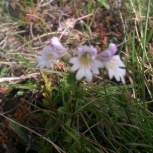 Photographie n°274119 du taxon Euphrasia L. [1753]