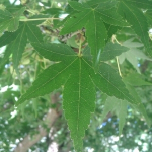 Photographie n°274143 du taxon Acer palmatum Thunb. [1784]