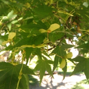 Photographie n°274144 du taxon Acer palmatum Thunb. [1784]