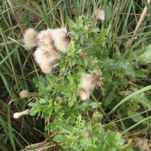 Photographie n°274174 du taxon Cirsium arvense (L.) Scop. [1772]