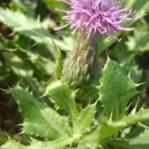 Photographie n°274178 du taxon Cirsium arvense (L.) Scop. [1772]