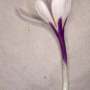 Photographie n°274245 du taxon Crocus vernus (L.) Hill [1765]