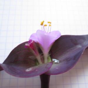 Photographie n°274249 du taxon Tradescantia L. [1753]