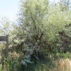 Photographie n°274589 du taxon Elaeagnus angustifolia L. [1753]