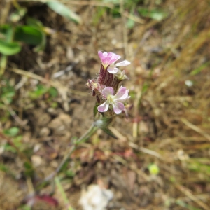 Photographie n°274592 du taxon Silene gallica Greuter [1995]