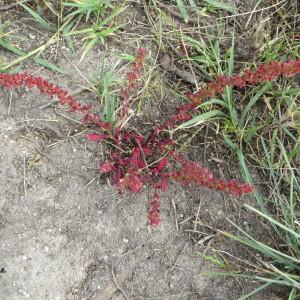 Photographie n°274594 du taxon Reseda phyteuma var. phyteuma