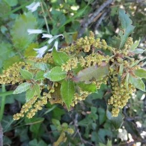 Photographie n°274596 du taxon Quercus ilex L. [1753]