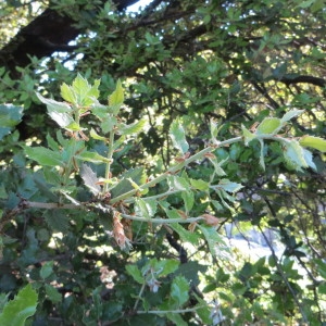 Photographie n°274597 du taxon Quercus ilex L. [1753]