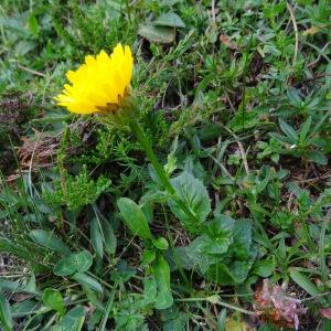 Photographie n°274609 du taxon Crepis pyrenaica (L.) Greuter