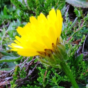 Photographie n°274610 du taxon Crepis pyrenaica (L.) Greuter