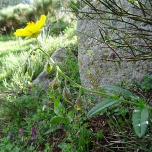 Photographie n°274614 du taxon Helianthemum nummularium var. nummularium