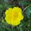  Alain Bigou - Helianthemum nummularium var. nummularium