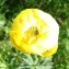  Alain Bigou - Trollius europaeus subsp. europaeus 