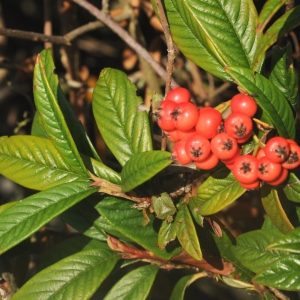 Photographie n°274629 du taxon Cotoneaster salicifolius Franch. [1885]