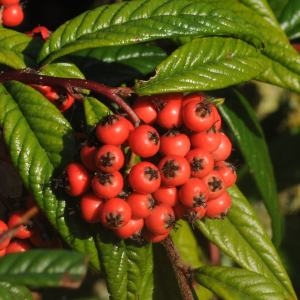 Cotoneaster floccosus (Rehder & Wilson) Flinck & Hylmö (Cotonéaster à feuilles de saule)