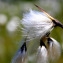 Eriophorum L. [1753] [nn86400] par Dany Perrier le 24/08/2014 - Chaudeyrolles