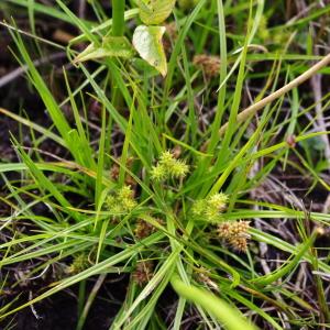 Photographie n°274651 du taxon Carex viridula Michx. [1803]