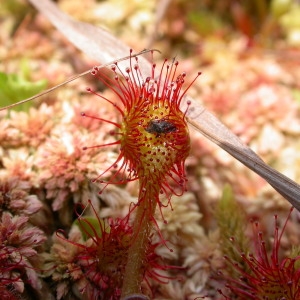 Drosera rotundifolia L. [1753] [nn23111] par Alain LÉtrange le 08/06/2003 - Larrau 64