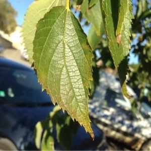 Photographie n°274665 du taxon Celtis australis L. [1753]