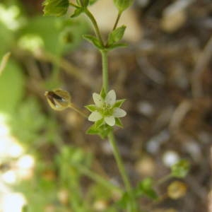 Photographie n°274669 du taxon Arenaria serpyllifolia L.