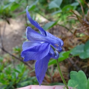 Photographie n°274705 du taxon Aquilegia vulgaris subsp. vulgaris 