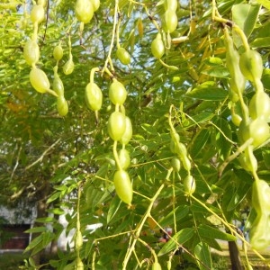 Photographie n°274714 du taxon Sophora japonica L.