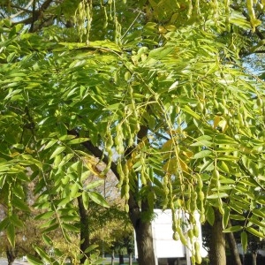 Photographie n°274716 du taxon Sophora japonica L.