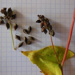 Photographie n°274726 du taxon Fagopyrum esculentum Moench