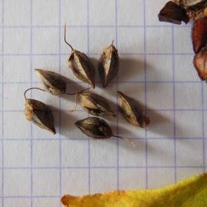 Photographie n°274727 du taxon Fagopyrum esculentum Moench
