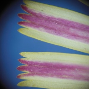 Photographie n°274734 du taxon Pilosella officinarum F.W.Schultz & Sch.Bip.
