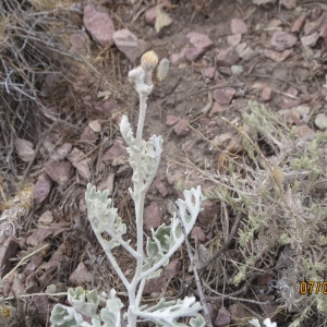 Photographie n°274747 du taxon Jacobaea maritima (L.) Pelser & Meijden [2005]