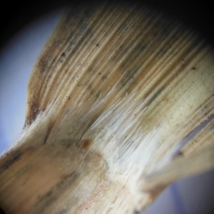 Photographie n°274750 du taxon Setaria viridis (L.) P.Beauv.