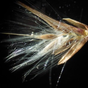 Photographie n°274759 du taxon Phragmites australis (Cav.) Trin. ex Steud.