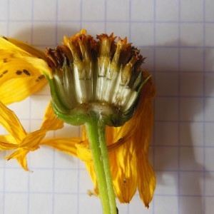 Photographie n°274766 du taxon Helianthus rigidus Desf.