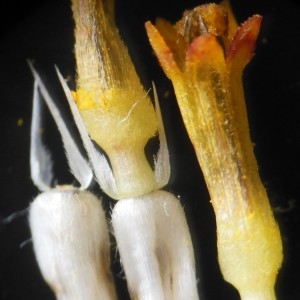 Helianthus pauciflorus Nutt. (Hélianthe raide)