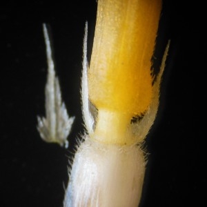 Photographie n°274782 du taxon Helianthus tuberosus L.