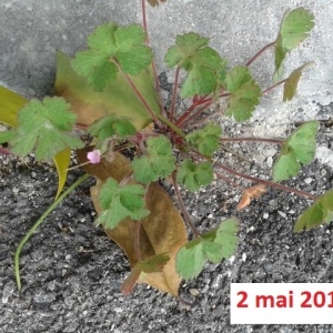 Photographie n°274876 du taxon Géranium à feuilles rondes