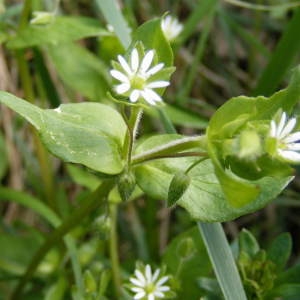 Photographie n°275005 du taxon Myosoton aquaticum (L.) Moench