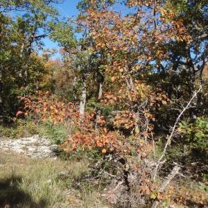 Photographie n°275009 du taxon Pyrus spinosa Forssk. [1775]