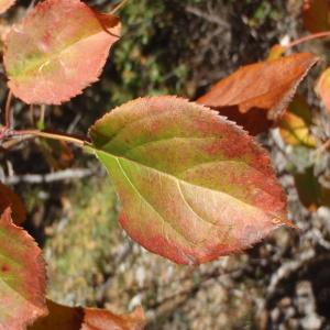 Photographie n°275010 du taxon Pyrus spinosa Forssk. [1775]