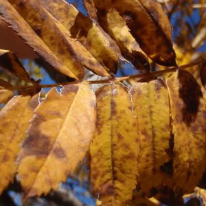 Photographie n°275013 du taxon Sorbus domestica L. [1753]